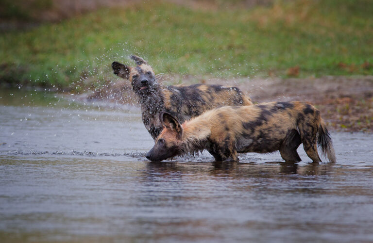 Moremi Game Reserve